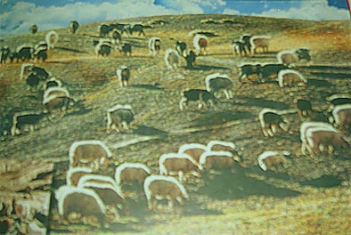 sheep, chyangra and yak